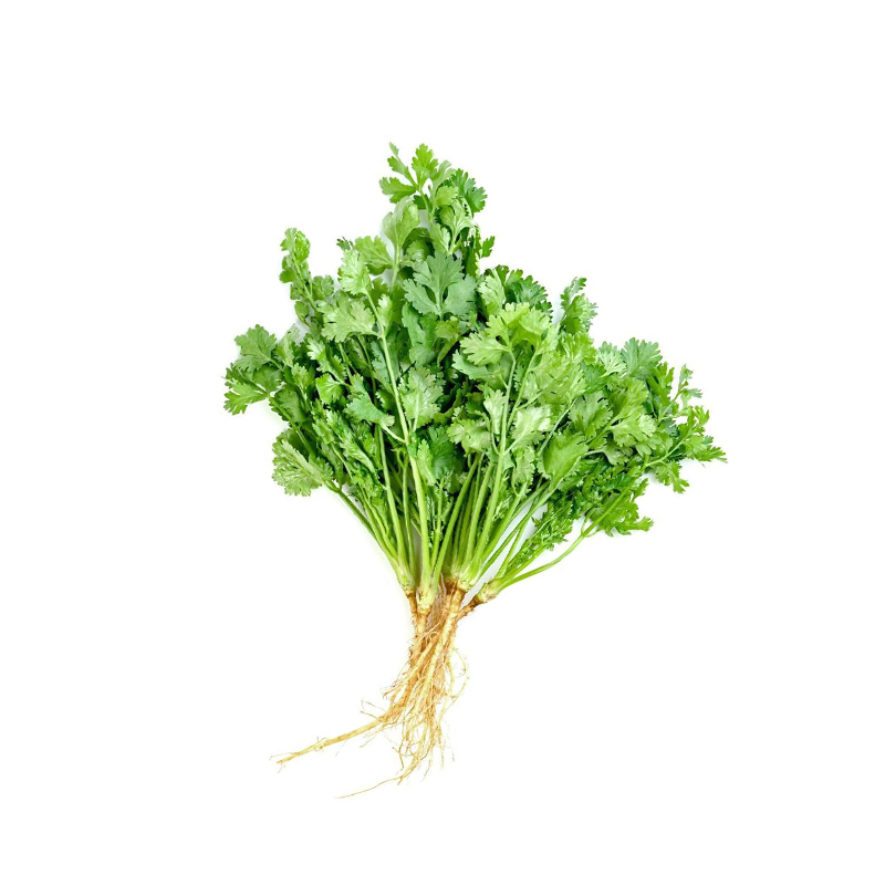 Coriandre